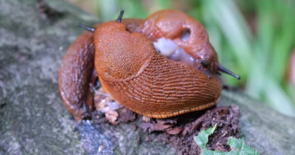 Red Slug Arion Rufus Summer Forest Process Reproduction Shooting Macro — 图库视频影像