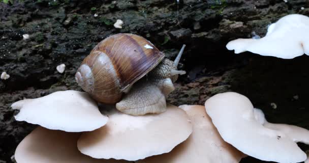 Snail Oyster Mushrooms Pleurotus Ostreatus Trunk Old Tree Moss Shooting — Stock Video