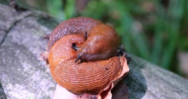 Red slug or Arion rufus in the summer forest. The process of reproduction. Shooting macro.