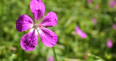 Wild flowers Geranium oreganum. Macro shot in summer.
