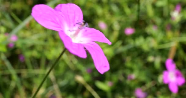 Цветы Герань Ореганум Макро Съемки Летом — стоковое видео
