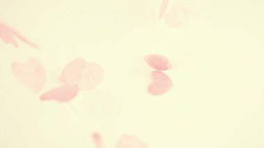 Falling confetti on a white background. Slow motion.