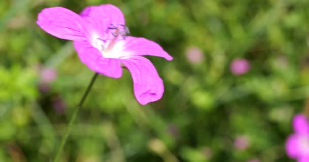 Wild Flowers Geranium Oreganum Macro Shot Summer — Video Stock