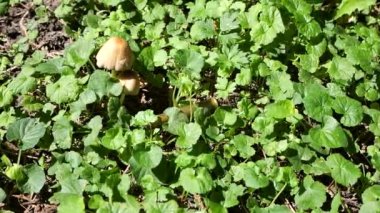 Bullet casings fall into the grass. Slow motion.