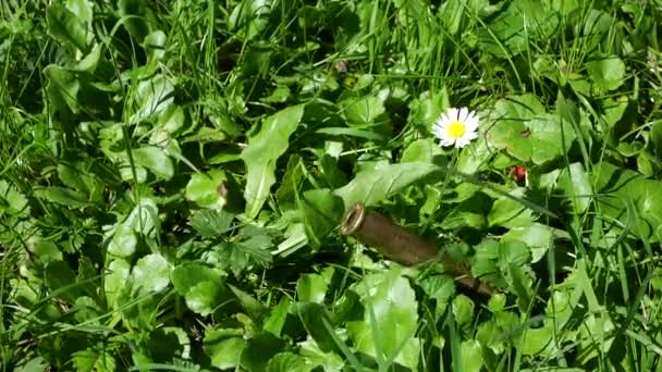 Bullet Casings Fall Grass Slow Motion – Stock-video