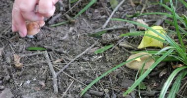 Woman harvesting wild mushrooms in the forest.