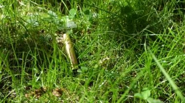 Bullet casings fall into the grass. Slow motion.