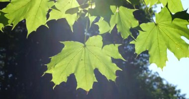 Maple leaves on a background of sun rays.