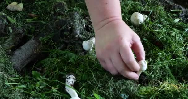 Woman Harvesting Champignon Mushrooms Grass — Vídeo de stock