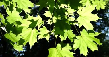Maple leaves on a background of sun rays.