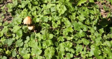 Bullet casings fall into the grass. Slow motion.
