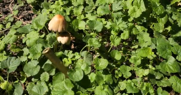 Bullet Casings Fall Grass Slow Motion — Video Stock