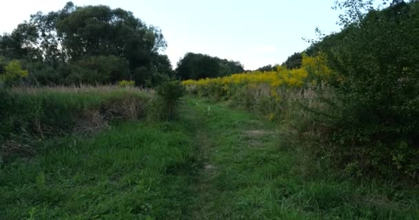 Ragweed Flowers Summer Meadow — Αρχείο Βίντεο