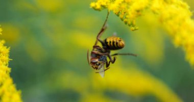 Wasp with a caught fly. Shooting macro.