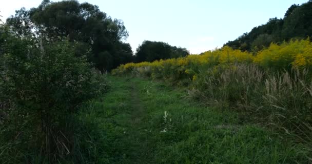 Ragweed Flowers Summer Meadow — Vídeo de Stock