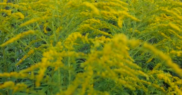 Ragweed Flowers Summer Meadow Ambrosia Allergy Season — Stockvideo