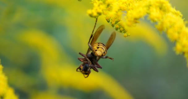Wasp Caught Fly Shooting Macro — Stok video