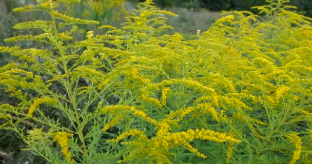 Ragweed Flowers Summer Meadow Ambrosia Allergy Season — Wideo stockowe