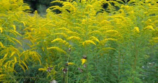 Ragweed Flowers Summer Meadow Ambrosia Allergy Season — Vídeo de stock