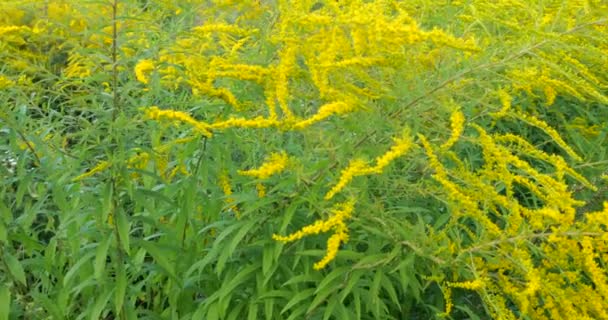 Ragweed Flowers Summer Meadow Ambrosia Allergy Season — 图库视频影像