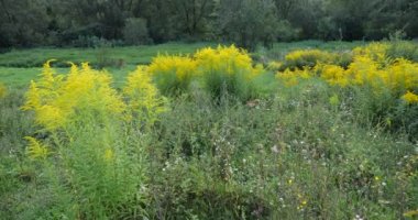 Ragweed flowers in a summer meadow. Ambrosia. Allergy Season.