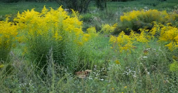 Квіти Журавлів Літній Лузі Амброзія Сезон Алергії — стокове відео