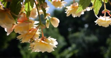 Summer garden cascading trailing begonias with double flowers in pots.