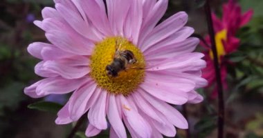 A bee on pink chrysanthemum. Summer macro shooting.