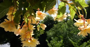 Summer garden cascading trailing begonias with double flowers in pots.