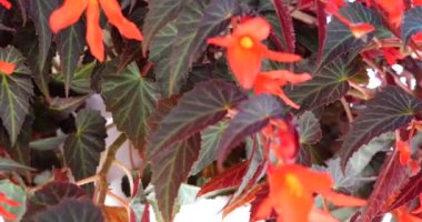 Cascading trailing  begonias with red double flowers in pots.