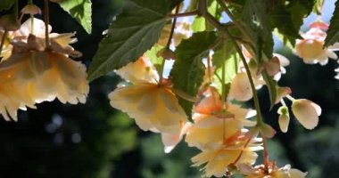 Summer garden cascading trailing begonias with double flowers in pots.