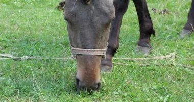 A horse eats grass in a meadow in the countryside.