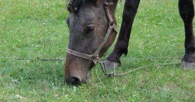A horse eats grass in a meadow in the countryside.