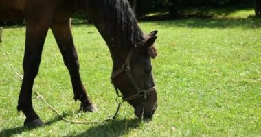 A horse eats grass in a meadow in the countryside.