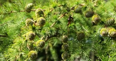 Young green larch cones on a tree branch.