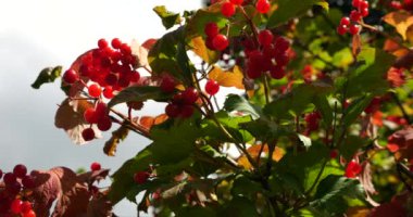 Viburnum berries on tree branches. Shooting in summer.