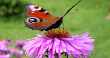 Peacock butterfly on pink chrysanthemum. Summer macro shooting.