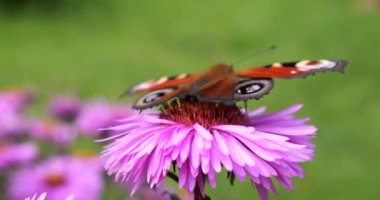 Peacock butterfly on pink chrysanthemum. Summer macro shooting.