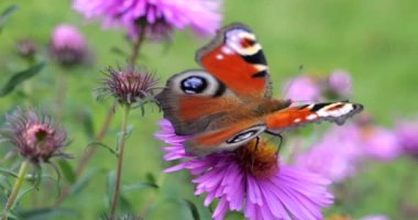 Peacock butterfly on pink chrysanthemum. Summer macro shooting.