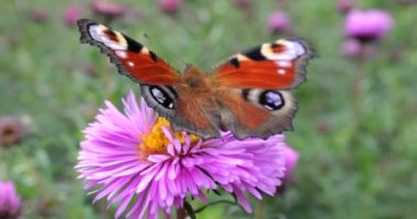 Peacock butterfly on pink chrysanthemum. Summer macro shooting.