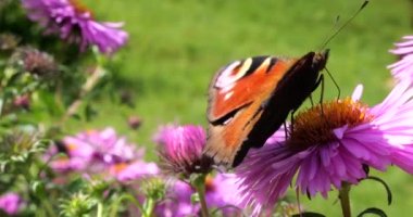Peacock butterfly on pink chrysanthemum. Summer macro shooting.