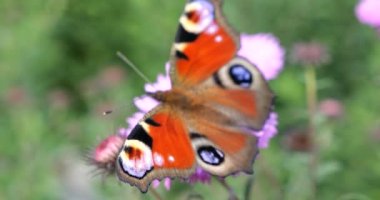 Peacock butterfly on pink chrysanthemum. Summer macro shooting.