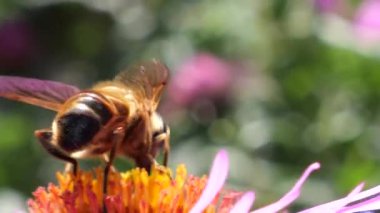 A bee on pink chrysanthemum. Summer macro shooting.