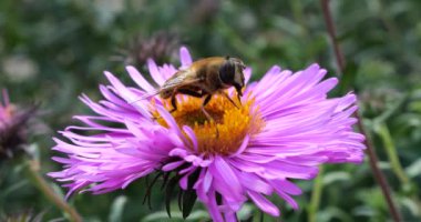A bee on pink chrysanthemum. Summer macro shooting.