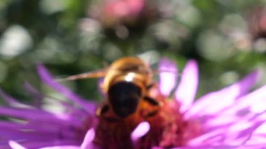 A bee on pink chrysanthemum. Summer macro shooting.