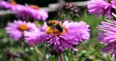 A bee on pink chrysanthemum. Summer macro shooting.