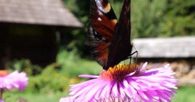 Peacock butterfly on pink chrysanthemum. Summer macro shooting.
