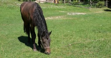 A horse eats grass in a meadow in the countryside.