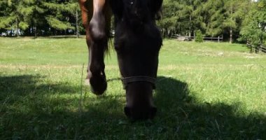 A horse eats grass in a meadow in the countryside.