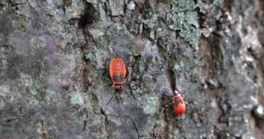 The firebug, Pyrrhocoris apterus, is a common insect of the family Pyrrhocoridae. Shooting macro.